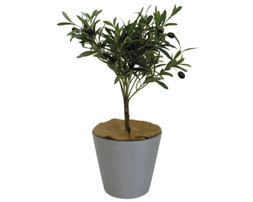 Olivenbaum im Topf als Dekoration