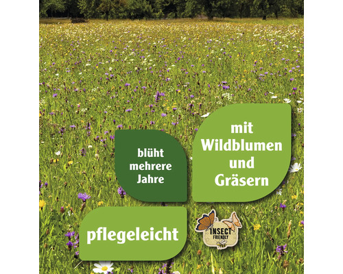 Blumenwiese mit Wildblumen und Gräsern, mehrjährig blühend, pflegeleicht und insektenfreundlich.