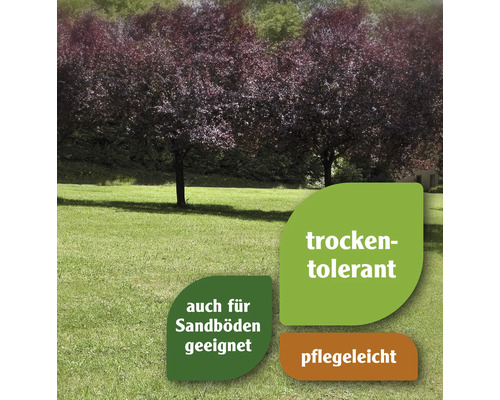 Trockenverträglich. Auch für Sandböden geeignet. Pflegeleicht.
