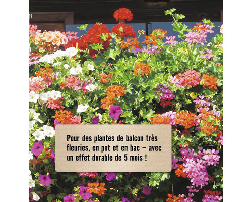 Jardinière avec diverses fleurs sur le balcon