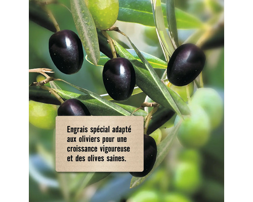 Olivier avec olives mûres