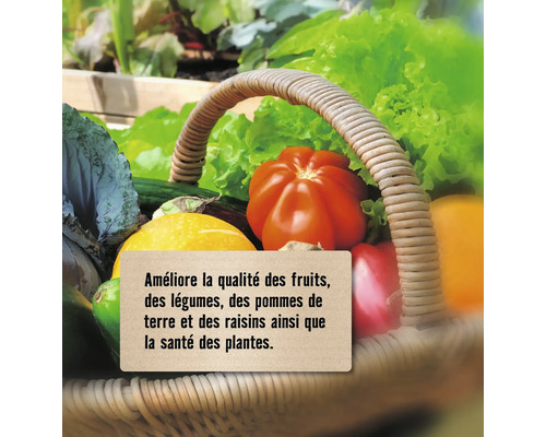 Panier de légumes frais et de plantes