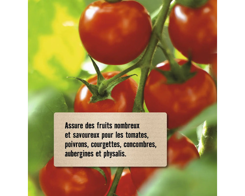Plant de tomates avec des tomates mûres et une note sur de nombreux fruits savoureux