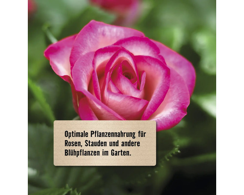 Rose mit Hinweis auf optimale Pflanzennahrung für Rosen, Stauden und andere Blühpflanzen im Garten.