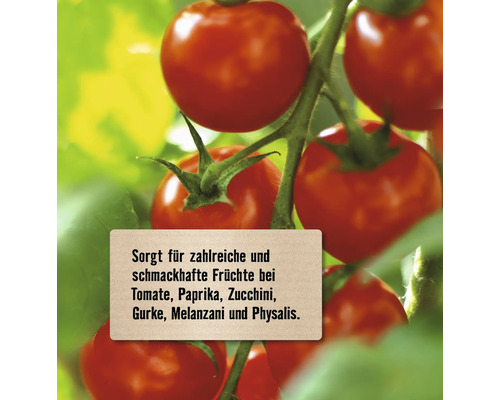 Tomatenpflanze mit reifen, roten Tomaten