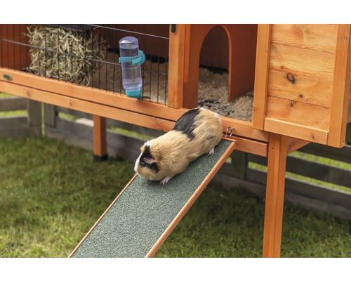 Cochon d''Inde sur une rampe devant un clapier en bois avec du foin et une bouteille d''eau