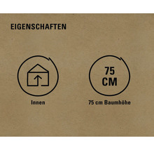 Produkteigenschaften: geeignet für Innenräume, Baumhöhe 75 Zentimeter