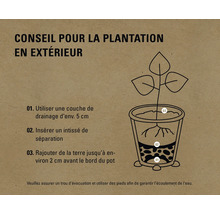 Illustration des instructions de plantation extérieure : couche de drainage, voile de séparation, terre jusqu’à 2 cm sous le bord du pot