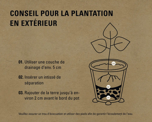 Illustration des instructions de plantation extérieure : couche de drainage, voile de séparation, terre jusqu’à 2 cm sous le bord du pot