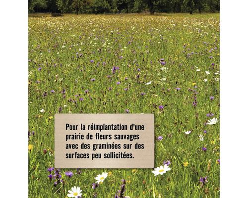 Prairie fleurie avec des graminées pour les surfaces peu sollicitées