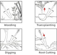 Illustrations montrant l''utilisation d''un désherbeur pour le désherbage, le repiquage, le creusement et la coupe des racines.