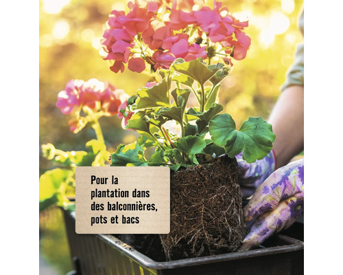 Plant de géranium en pot.