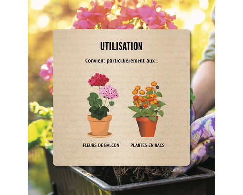 Informations sur l'utilisation des fleurs de balcon et des plantes en pot