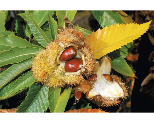 Esskastanien mit geöffneter stacheliger Fruchthülle und Blättern