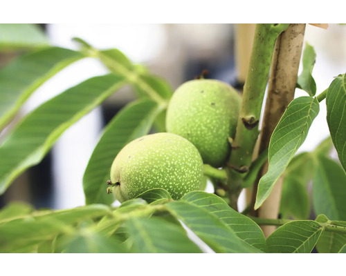 Walnussbaum mit Früchten und Blättern