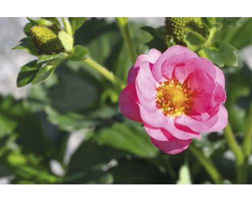 Gros plan sur un plant de fraises avec fleur et début de fruit