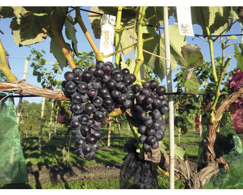 Nahaufnahme einer Traube am Weinstock im Weinberg.