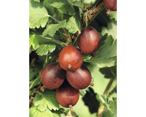 Groseilles à maquereau mûres sur le buisson