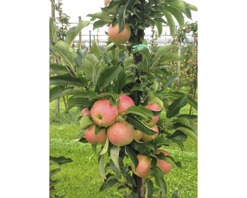 Pommier avec pommes mûres et feuilles vertes