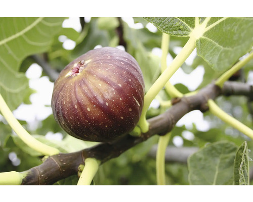 Reife Feige am Ast mit Blättern