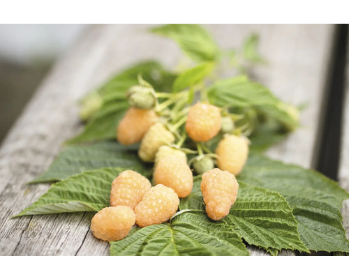 Goldgelbe Himbeeren mit Blättern auf Holzuntergrund