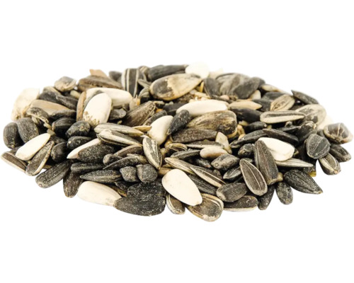 Graines de tournesol pour oiseaux