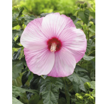 Nahaufnahme einer einzelnen rosa Hibiskusblüte mit grünen Blättern