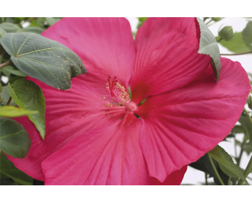 Gros plan d''une fleur d''hibiscus des marais rose dans le jardin.