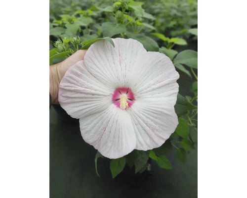 Fleur de l''hibiscus des marais