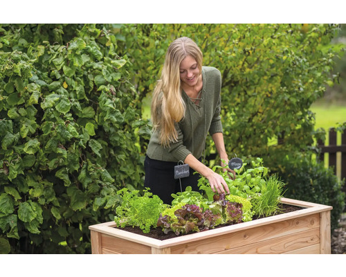 Femme plantant de la salade et des herbes aromatiques dans un potager surélevé dans le jardin.