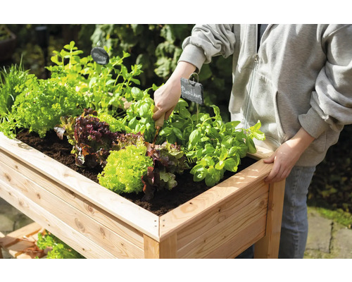 Jardinière en bois plantée de salade, d''herbes aromatiques et de basilic.