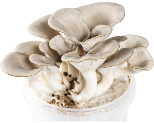 Austernpilzzuchtset in einem transparenten Eimer.