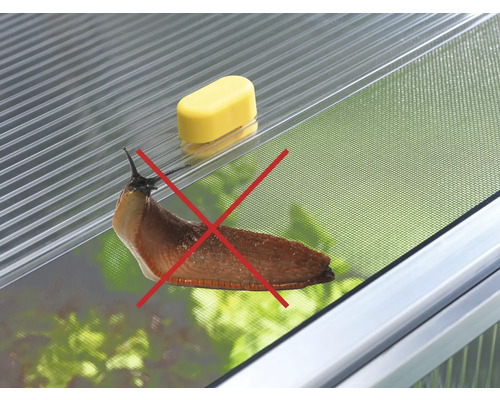 Schnecke mit rotem Kreuz auf Frühbeet