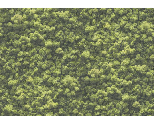 Gros plan de mousse d''Islande