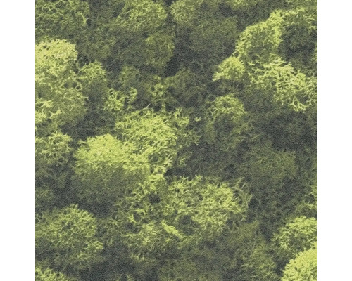 Gros plan de mousse d''Islande