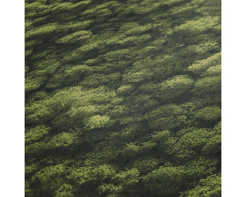 Gros plan sur de la mousse d''Islande