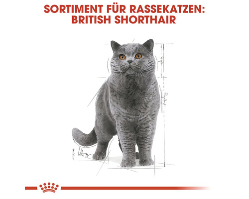 Illustration de chat British Shorthair