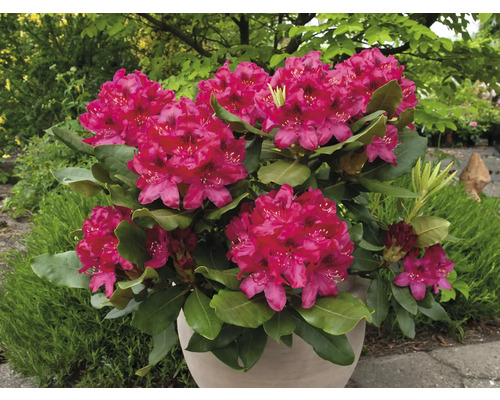 Rhododendron im Topf mit rosafarbenen Blüten und grünen Blättern.