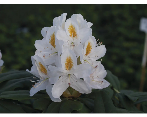Blütenstand einer weißen Rhododendron Pflanze