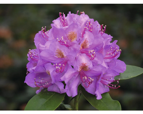 Nahaufnahme einer Rhododendronblüte