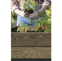 Frau pflanzt Basilikum in einen Holzkasten mit Paprikapflanzen.