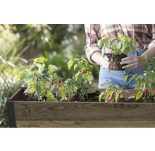 Hochbeet mit Kräutern und Gemüsepflanzen, inklusive Basilikum und Chili, mit einer Person beim Pflanzen.