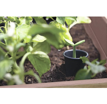 Jungpflanze in einem Anzuchttopf im Pflanzkasten