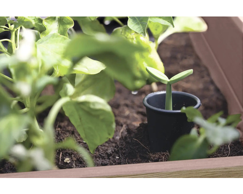 Jungpflanze in einem Anzuchttopf im Pflanzkasten