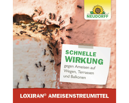 Ameisen an einer Hauswand mit dem Hinweis schnelle Wirkung gegen Ameisen auf Wegen, Terrassen und Balkonen. Neudorff Logo. Loxiran Ameisenstreumittel.