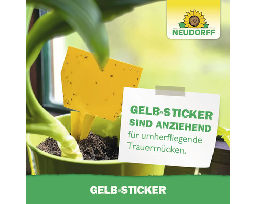 Gelb-Sticker zur Schädlingsbekämpfung in einer Zimmerpflanze