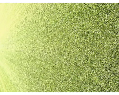 Gros plan sur une pelouse