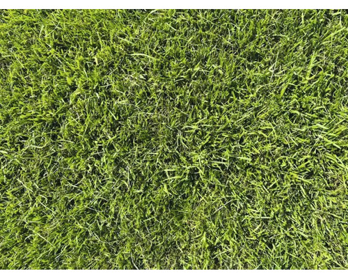 Gros plan sur une pelouse verte et fraîche