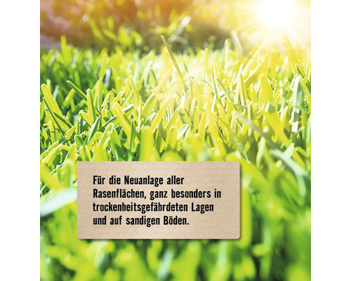 Grüner Rasen geeignet für die Neuanlage aller Rasenflächen, besonders in Trockenlagen und auf sandigen Böden.