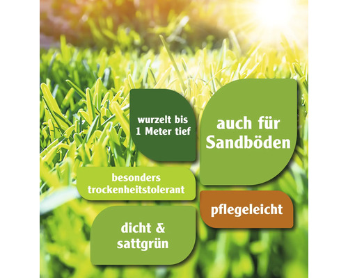Informationen zu Raseneigenschaften: wurzelt bis 1 Meter tief, auch für Sandböden, besonders trockenheitstolerant, pflegeleicht, dicht und sattgrün